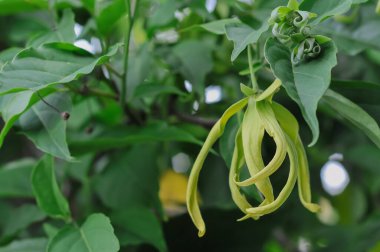 ylang-ylang ağacı, bilimsel olarak Cananga odorata olarak bilinir..