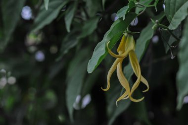 yeşil yapraklar, bitkiler ve yapraklar