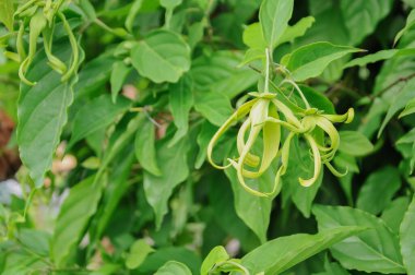 Bahçede yeşil yapraklar