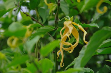 Bahçede yetişen sarı çiçekleri kapatın.