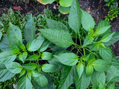 Poşette kırmızı biber tohumu