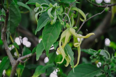 ylang-ylang ağacı, bilimsel olarak Cananga odorata olarak bilinir..