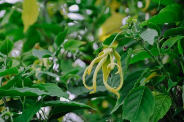 ylang-ylang ağacı, bilimsel olarak Cananga odorata olarak bilinir..