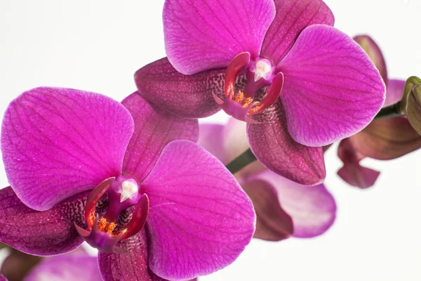 Brillante orquídea púrpura, rosa sobre un fondo blanco. Macro flor — Foto de Stock