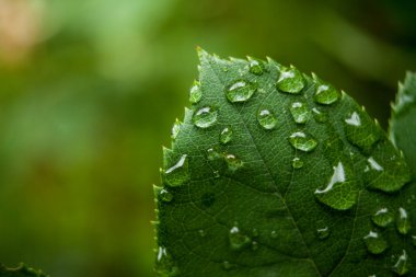 Yağmur damlaları üzerindeki yaprak gül, bezkground