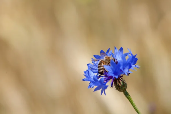 Abeja sobre flor azul, fondo borroso grano de oro, acianos en medio del grano — Foto de Stock