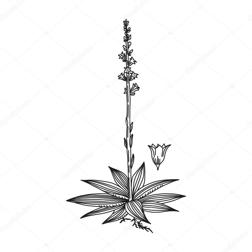 Mealy starwort line art plant concept, vector illustration.