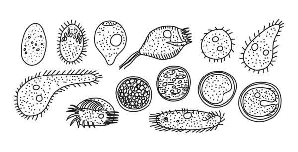 Ciliated infusoria origin and development modes, vector illustration. — стоковый вектор