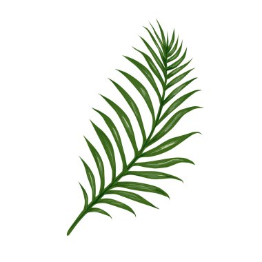 İzole tropikal yaprak