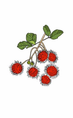 Rambutan adı verilen taze kırmızı Asya meyvesinin bembeyaz üzerine izole edilmiş hali. 