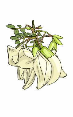 White sesbania grandiflora flower vegetable and green leaves