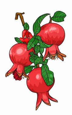 Beyaz arka planda yaprakları ve tohumları olan olgun kırmızı nar meyvesi. 