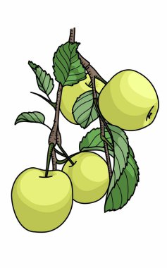 Illustration of a fresh green apple tree with leaves
