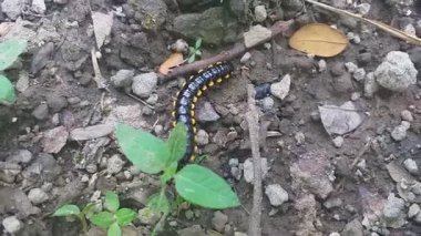 Yaprakların ve kuru dalların arasında bahçede sürünen siyah ve sarı bir tırtıl.