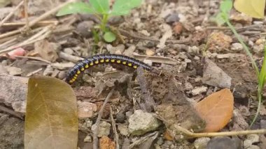 Yaprakların ve kuru dalların arasında bahçede sürünen siyah ve sarı bir tırtıl.