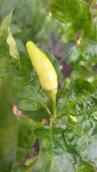 Bahçesinde yaprakları olan bir bitkinin üzerinde yetişen yeşil bir biber. Yeşil yapraklar arkaplan