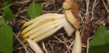 Sarı muz çiçeği bahçeye düşer.