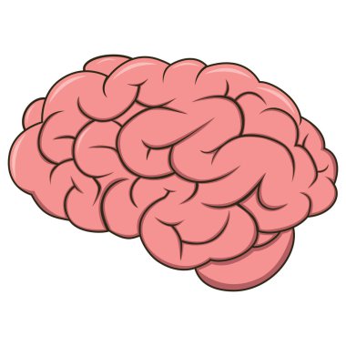 Çizgi film Biçimi Detaylı Beyin Anatomisi Beyin Organ Zekası Çizimi