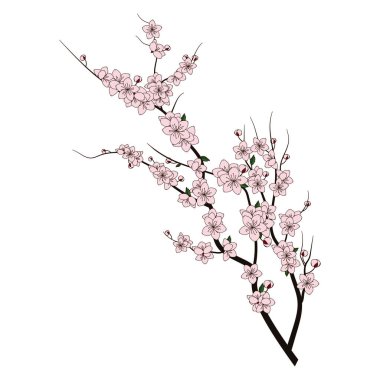 Narin pembe çiçekli kiraz çiçeği dalının güzel bir çizimi