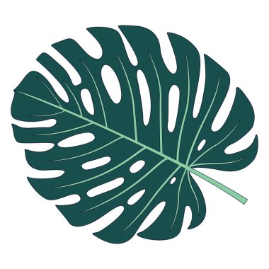 Tropik canavar bitki yaprağı. Koyu yeşil botanik yaprağı. Doğa tasarımı için şeffaf arkaplan üzerinde izole edilmiş.