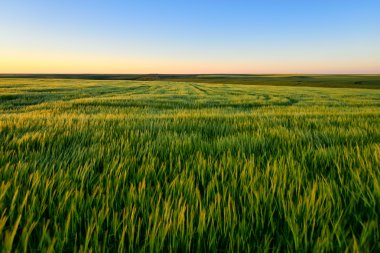 Yeşil buğday alan bulutlu gökyüzü karşı batımında