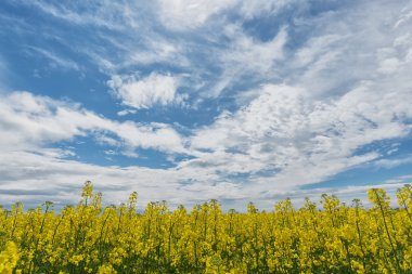 Kolza kolza tohumu alan mavi bulutlu gökyüzü karşı