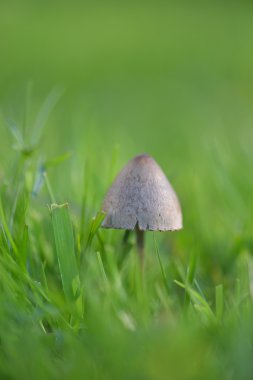 Bokeh ile yeşil çim mantar 