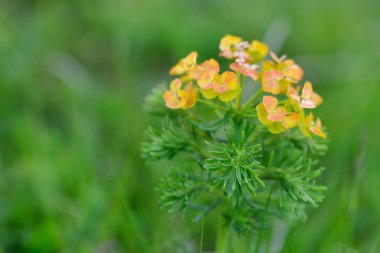 Yeşil bir arka plan üzerinde küçük sarı ve turuncu çiçekler