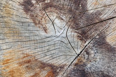 Taze elektrikli testere kesim ahşap arka plan doku