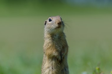 İki ayak komik gopher