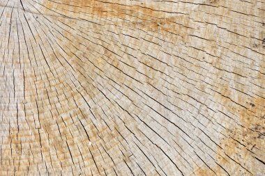 Taze elektrikli testere kesim ahşap arka plan doku