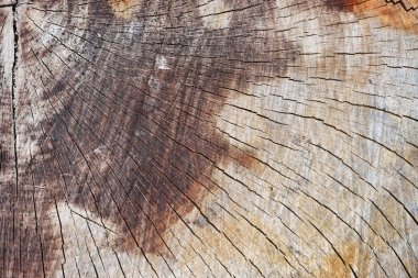 Taze elektrikli testere kesim ahşap arka plan doku