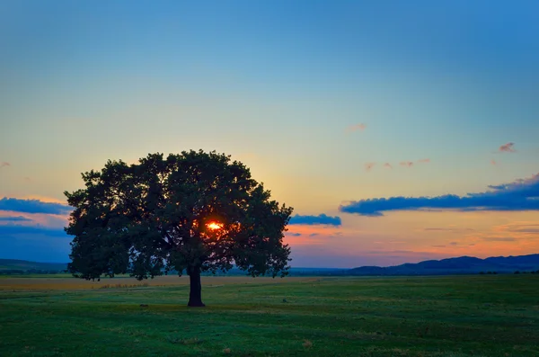 Tree in direct light at sunset — Stock Photo, Image