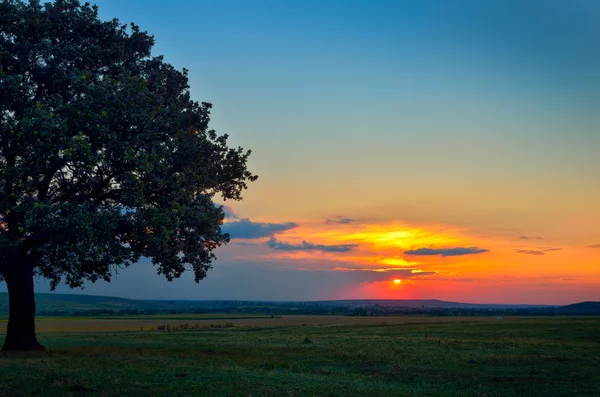 Ηλιοβασίλεμα με ένα πράσινο πεδίο και ένα δέντρο — Φωτογραφία Αρχείου