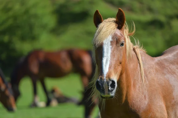 Light brown horse with other horses in the background — Stock Photo, Image