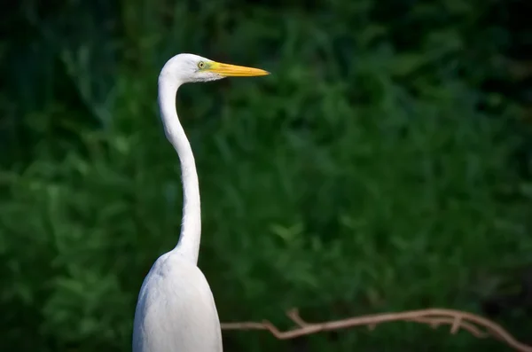 Danube Delta egret — Stock Photo, Image