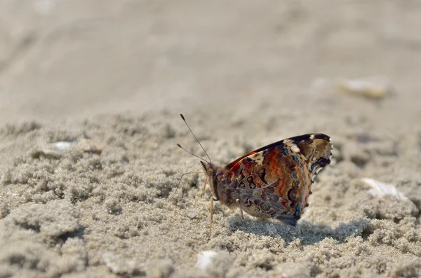 Schmetterling am Sandstrand — Stockfoto