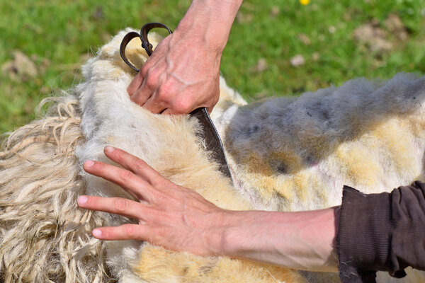 A man skillfully shears wool from a sheep