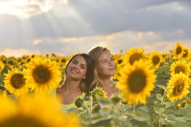 İki güzel kız güzel bir ayçiçeği alanında günbatımında ücretsiz duygu