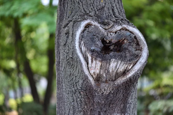 Forma de coração oco em um tronco de árvore, da natureza com amor — Fotografia de Stock