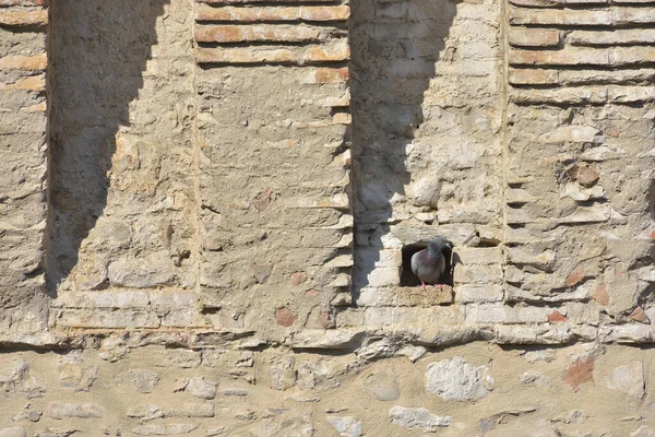 Pigeons Window Fortress Travel Concept Italy Europe — Stock Photo, Image