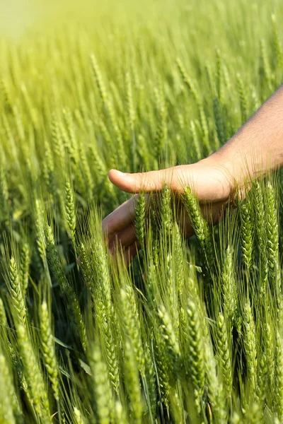 Iemands hand aanraken van groene tarwe in het veld — Stockfoto