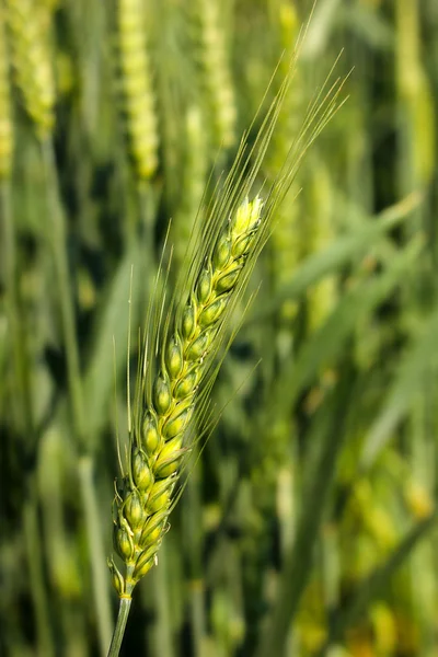 Fechar a orelha de trigo verde — Fotografia de Stock