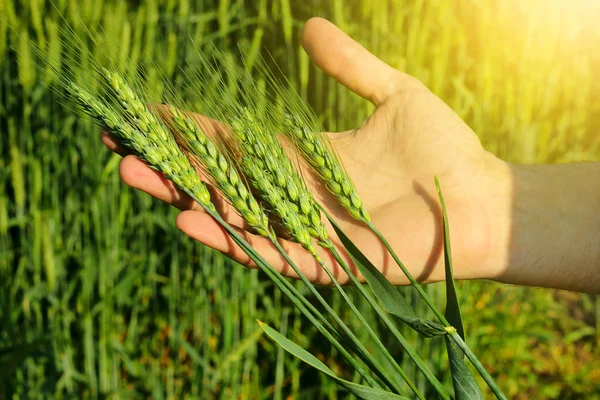 Agricultores mão segurando orelhas de trigo — Fotografia de Stock