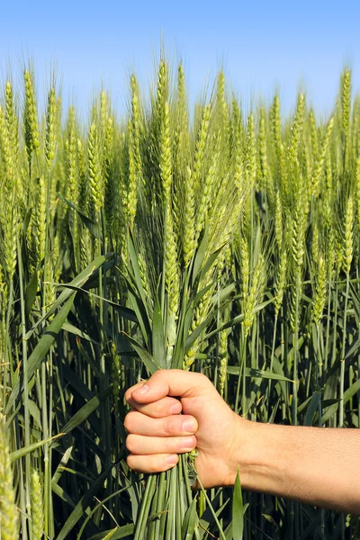 Χέρι του αγρότη που κρατά σιτάρι αυτί στον τομέα — Φωτογραφία Αρχείου