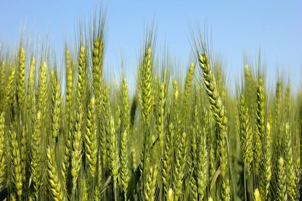 Orelhas de trigo verde no campo com um céu azul claro acima — Fotografia de Stock