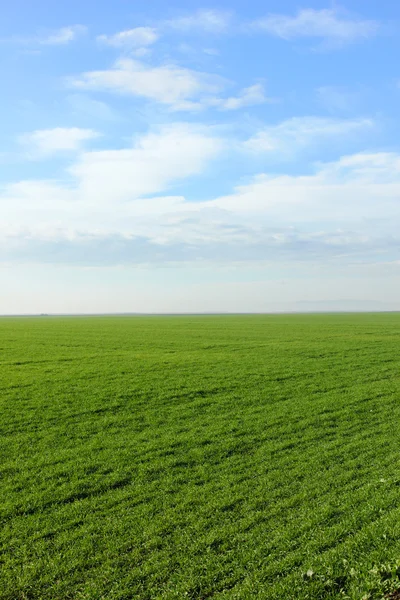 Vroege groene tarweveld — Stockfoto