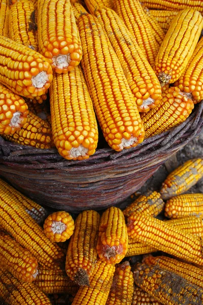 Corn in the basket — Stock Photo, Image