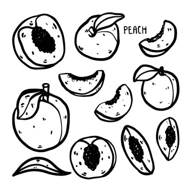 Hand drawn doodle peach illustration. Whole fruit and sliced pieces isolated on white background. Simple outline style suitable for packaging, branding, prints and food design projects.