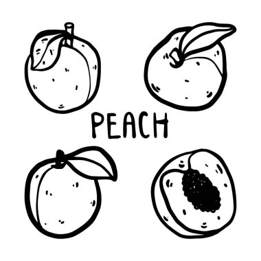 Doodle peach vector set showing whole fruit, half, and quarter pieces. Hand drawn and isolated on white background. Perfect for prints, packaging